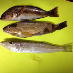 旧一文字のマダコ