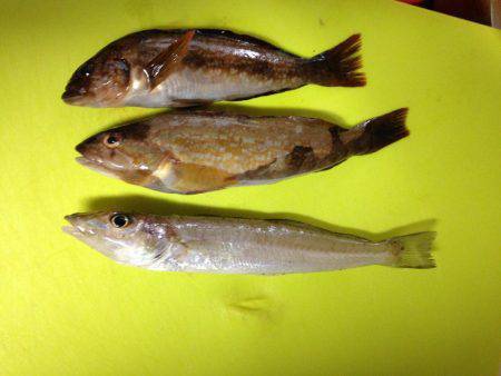 旧一文字のマダコ