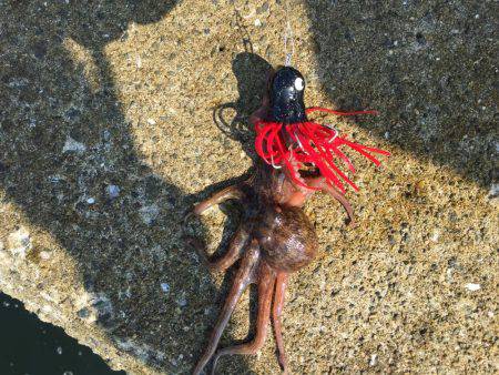 ツバス諦めてタコ