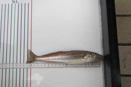 オリジナルメーカー海づり公園(市原市海づり施設) 釣果