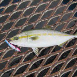 オリジナルメーカー海づり公園(市原市海づり施設) 釣果