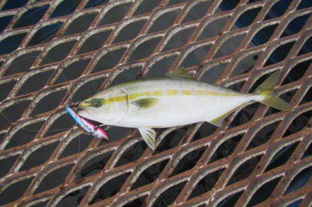 オリジナルメーカー海づり公園(市原市海づり…