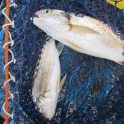 オリジナルメーカー海づり公園(市原市海づり施設) 釣果