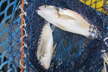 オリジナルメーカー海づり公園(市原市海づり施設) 釣果