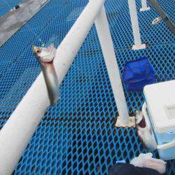 オリジナルメーカー海づり公園(市原市海づり施設) 釣果