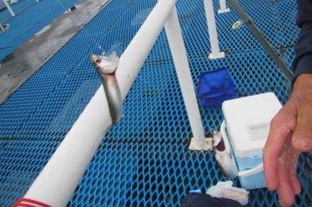 オリジナルメーカー海づり公園(市原市海づり施設) 釣果