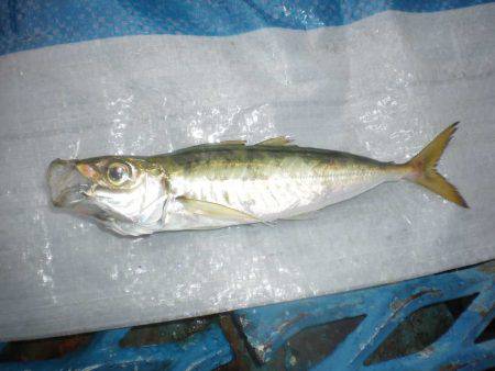 オリジナルメーカー海づり公園(市原市海づり施設) 釣果