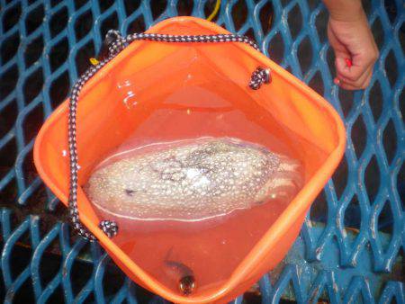 オリジナルメーカー海づり公園(市原市海づり施設) 釣果