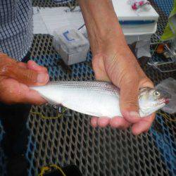 オリジナルメーカー海づり公園(市原市海づり施設) 釣果