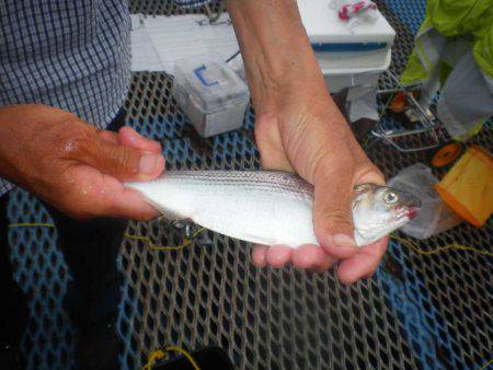 オリジナルメーカー海づり公園(市原市海づり施設) 釣果