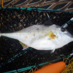 オリジナルメーカー海づり公園(市原市海づり施設) 釣果
