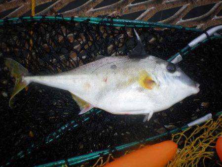 オリジナルメーカー海づり公園(市原市海づり施設) 釣果