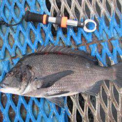 オリジナルメーカー海づり公園(市原市海づり施設) 釣果