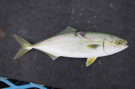 オリジナルメーカー海づり公園(市原市海づり施設) 釣果