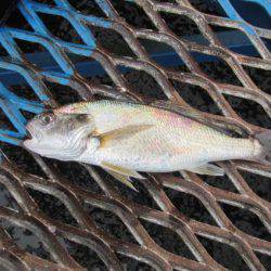 オリジナルメーカー海づり公園(市原市海づり施設) 釣果