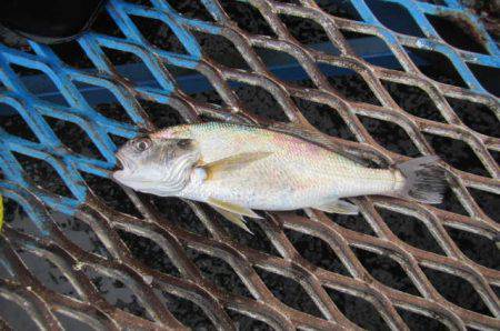 オリジナルメーカー海づり公園(市原市海づり施設) 釣果