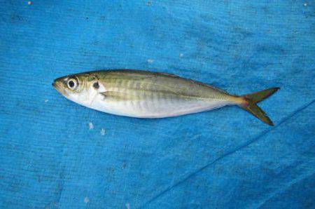 オリジナルメーカー海づり公園(市原市海づり施設) 釣果