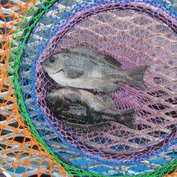 オリジナルメーカー海づり公園(市原市海づり施設) 釣果