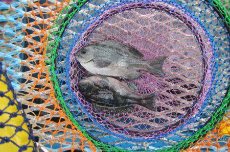 オリジナルメーカー海づり公園(市原市海づり施設) 釣果