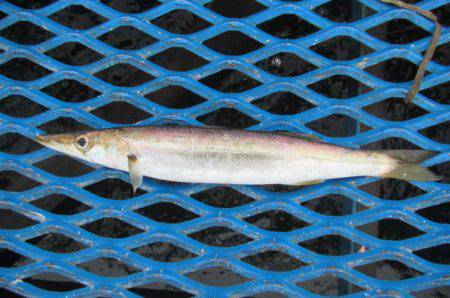 オリジナルメーカー海づり公園(市原市海づり施設) 釣果