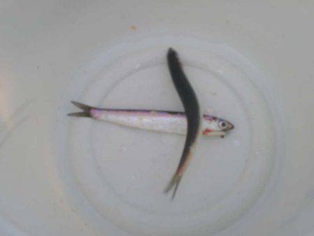 オリジナルメーカー海づり公園(市原市海づり施設) 釣果