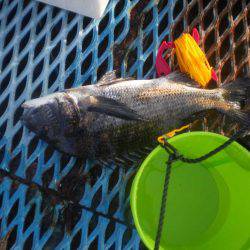 オリジナルメーカー海づり公園(市原市海づり施設) 釣果