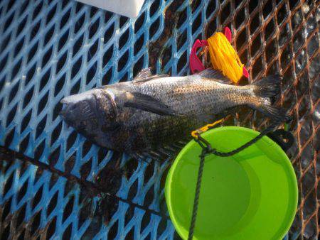 オリジナルメーカー海づり公園(市原市海づり施設) 釣果