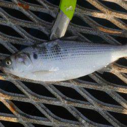 オリジナルメーカー海づり公園(市原市海づり施設) 釣果