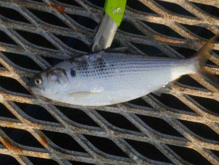 オリジナルメーカー海づり公園(市原市海づり施設) 釣果
