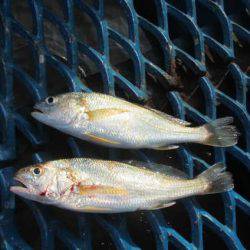 オリジナルメーカー海づり公園(市原市海づり施設) 釣果