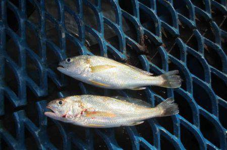 オリジナルメーカー海づり公園(市原市海づり施設) 釣果