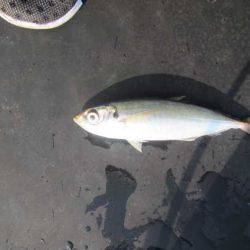 オリジナルメーカー海づり公園(市原市海づり施設) 釣果