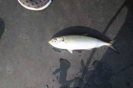 オリジナルメーカー海づり公園(市原市海づり施設) 釣果