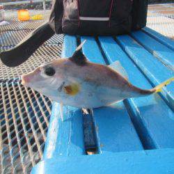 オリジナルメーカー海づり公園(市原市海づり施設) 釣果