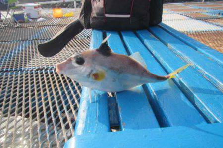 オリジナルメーカー海づり公園(市原市海づり施設) 釣果