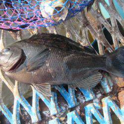 オリジナルメーカー海づり公園(市原市海づり施設) 釣果