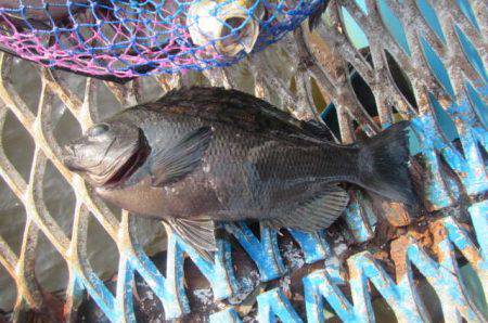 オリジナルメーカー海づり公園(市原市海づり施設) 釣果