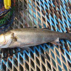 オリジナルメーカー海づり公園(市原市海づり施設) 釣果