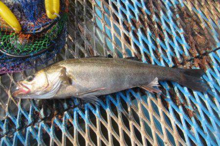 オリジナルメーカー海づり公園(市原市海づり…