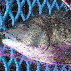 オリジナルメーカー海づり公園(市原市海づり施設) 釣果