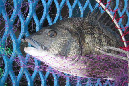 オリジナルメーカー海づり公園(市原市海づり施設) 釣果