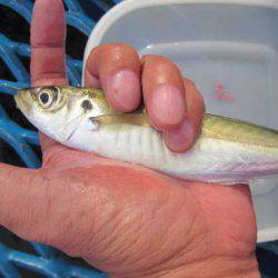 オリジナルメーカー海づり公園(市原市海づり施設) 釣果