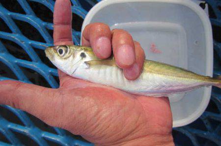 オリジナルメーカー海づり公園(市原市海づり…