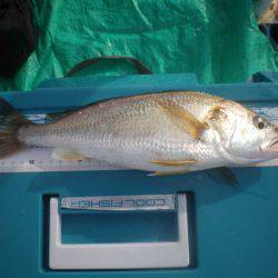 オリジナルメーカー海づり公園(市原市海づり施設) 釣果