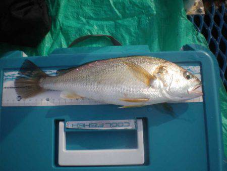 オリジナルメーカー海づり公園(市原市海づり施設) 釣果