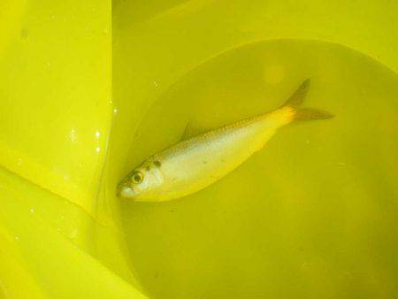 オリジナルメーカー海づり公園(市原市海づり施設) 釣果