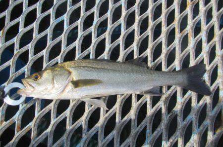 オリジナルメーカー海づり公園(市原市海づり施設) 釣果