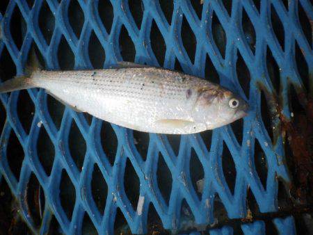 オリジナルメーカー海づり公園(市原市海づり施設) 釣果