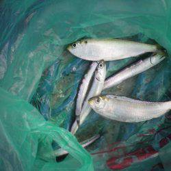 オリジナルメーカー海づり公園(市原市海づり施設) 釣果