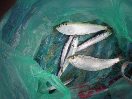 オリジナルメーカー海づり公園(市原市海づり施設) 釣果